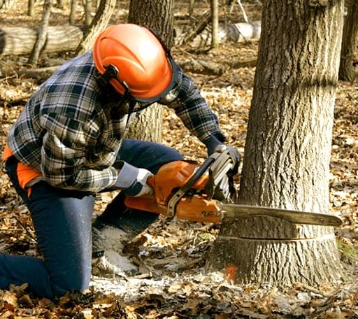 Tree Removal in Stuarts Draft, VA
